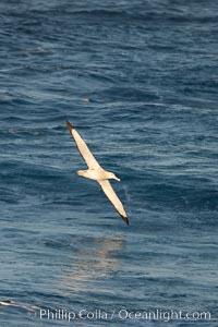 Wandering albatross in flight, over the open sea.  The wandering albatross has the largest wingspan of any living bird, with the wingspan between, up to 12' from wingtip to wingtip.  It can soar on the open ocean for hours at a time, riding the updrafts from individual swells, with a glide ratio of 22 units of distance for every unit of drop.  The wandering albatross can live up to 23 years.  They hunt at night on the open ocean for cephalopods, small fish, and crustaceans. The survival of the species is at risk due to mortality from long-line fishing gear, Diomedea exulans