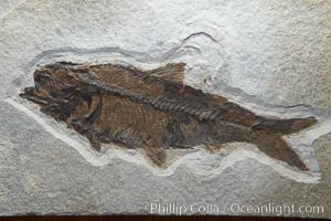 Fossil fish of the Eocene era, found in Fossil Lake, Green River Formation, Kemmerer, Wyoming.  From a private collection.  Order: Ellimmichyiformes: Family; Ellimmichthyidae; Diplomystus, Dipolomystus