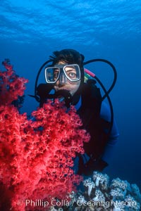 Diver and alcyonarian soft coral, Northern Red Sea, Egyptian Red Sea