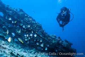Diver and Schooling Fish, Galapagos Islands