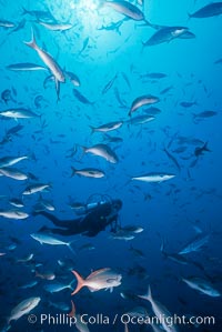 Diver and Schooling Fish, Galapagos Islands