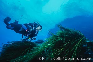 Diver and Southern Sea Palms, Guadalupe Island, Mexico, Guadalupe Island (Isla Guadalupe)