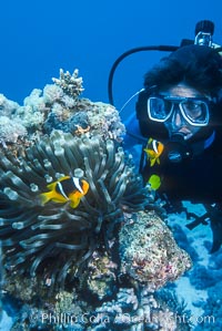 Clownfish, Egyptian Red Sea