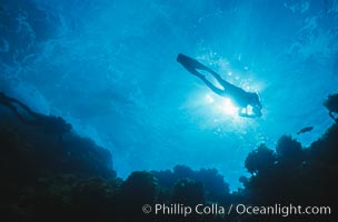 Diver silhouette, Guadalupe Island (Isla Guadalupe)