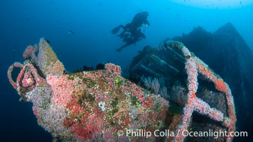 Divers Swim Over the Wreck of the HMCS Yukon in San Diego.  Deliberately sunk in 2000 at San Diego's Wreck Alley to form an artifical reef, the HMCS Yukon is a 366-foot-long former Canadian destroyer.  It is encrusted with a variety of invertebrate life, including Cornyactis anemones which provide much of the color seen here