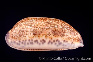 Dog-Rose Cowrie, Cypraea eglantina