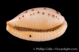 Dotted Cowrie, Cypraea punctata atomaria