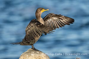 Double-crested cormorant drys its wings in the sun following a morning of foraging in the ocean, La Jolla cliffs, near San Diego