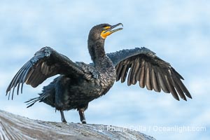 Double-crested cormorant drys its wings in the sun following a morning of foraging in the ocean, La Jolla cliffs, near San Diego