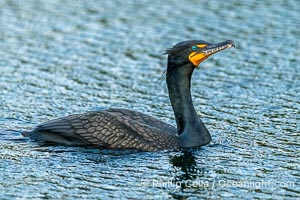 Double-Crested Cormorant, Phalacrocorax auritus, Florida, Phalacrocorax auritus, Harley Davidson Rookery, Brandon