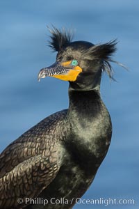 Double-crested cormorant nuptial crests, tufts of feathers on each side of the head, plumage associated with courtship and mating, Phalacrocorax auritus, La Jolla, California