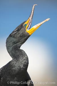 Double-crested cormorant, raised head and open mouth, Phalacrocorax auritus, La Jolla, California