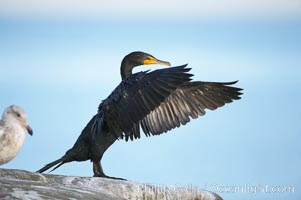 Double-crested cormorant drys its wings in the sun following a morning of foraging in the ocean, La Jolla cliffs, near San Diego, Phalacrocorax auritus