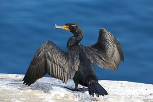 Double-crested cormorant drys its wings in the sun following a morning of foraging in the ocean, La Jolla cliffs, near San Diego, Phalacrocorax auritus