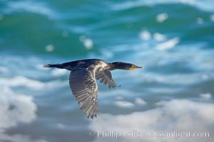 Double-crested cormorant, La Jolla cliffs, near San Diego, Phalacrocorax auritus