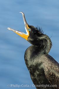 Double-crested cormorant vocalizing, calling, showing mating nuptial crests on its head, Phalacrocorax auritus, La Jolla, California