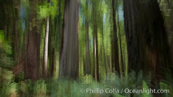 Douglas fir and coast redwood trees, Jedediah Smith State Park