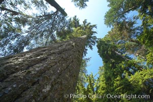 Douglas fir and Western hemlock trees reach for the sky in a British Columbia temperate rainforest, Capilano Suspension Bridge, Vancouver, Canada
