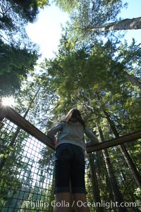 Douglas fir and Western hemlock trees reach for the sky in a British Columbia temperate rainforest, Capilano Suspension Bridge, Vancouver, Canada