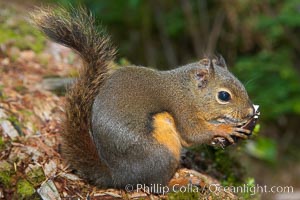 Douglas squirrel, a common rodent in coniferous forests in western North American, eats a mushroom, Hoh rainforest, Tamiasciurus douglasii, Hoh Rainforest, Olympic National Park, Washington