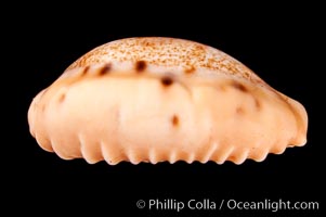 Dragon Caurica Cowrie, Cypraea caurica dracaena corrosa