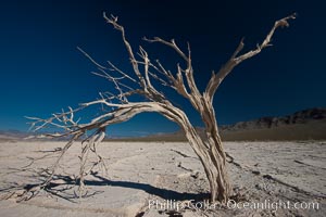 Dried tree and barren, arid mud flats, Eureka Valley, Death Valley National Park, California