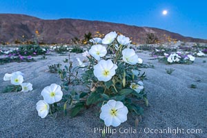 Dune Evening Primrose and Full Moon, Anza Borrego, Oenothera deltoides, Anza-Borrego Desert State Park, Borrego Springs, California