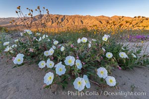 Dune Evening Primrose bloom in Anza Borrego Desert State Park, Oenothera deltoides, Anza-Borrego Desert State Park, Borrego Springs, California