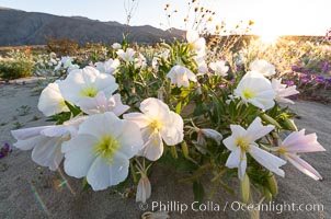 Dune Evening Primrose bloom in Anza Borrego Desert State Park, Oenothera deltoides, Anza-Borrego Desert State Park, Borrego Springs, California