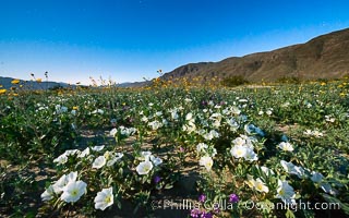 Dune Evening Primrose bloom in Anza Borrego Desert State Park, during the 2017 Superbloom, Oenothera deltoides, Anza-Borrego Desert State Park, Borrego Springs, California