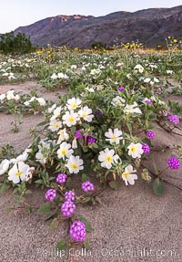 Dune Evening Primrose bloom in Anza Borrego Desert State Park, during the 2017 Superbloom, Oenothera deltoides, Anza-Borrego Desert State Park, Borrego Springs, California