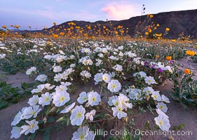 Dune Evening Primrose bloom in Anza Borrego Desert State Park, during the 2017 Superbloom, Oenothera deltoides, Anza-Borrego Desert State Park, Borrego Springs, California