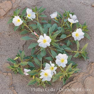 Dune Evening Primrose Wildflowers, Anza-Borrego Desert State Park, Oenothera deltoides, Borrego Springs, California