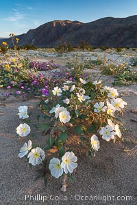 Dune Evening Primrose Wildflowers, Anza-Borrego Desert State Park, Abronia villosa, Oenothera deltoides, Borrego Springs, California