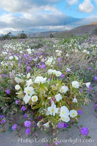 Dune primrose (white) and sand verbena (purple) bloom in spring in Anza Borrego Desert State Park, mixing in a rich display of desert color.  Anza Borrego Desert State Park, Abronia villosa, Oenothera deltoides, Anza-Borrego Desert State Park, Borrego Springs, California