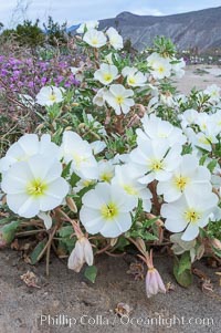 Dune primrose blooms in spring following winter rains.  Dune primrose is a common ephemeral wildflower on the Colorado Desert, growing on dunes.  Its blooms open in the evening and last through midmorning.  Anza Borrego Desert State Park, Oenothera deltoides, Anza-Borrego Desert State Park, Borrego Springs, California