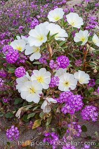 Dune primrose (white) and sand verbena (purple) bloom in spring in Anza Borrego Desert State Park, mixing in a rich display of desert color.  Anza Borrego Desert State Park, Abronia villosa, Oenothera deltoides, Anza-Borrego Desert State Park, Borrego Springs, California