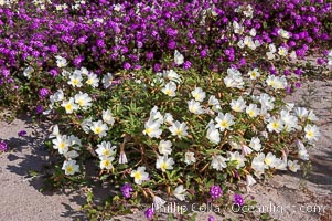 Dune primrose (white) and sand verbena (purple) bloom in spring in Anza Borrego Desert State Park, mixing in a rich display of desert color.  Anza Borrego Desert State Park, Abronia villosa, Oenothera deltoides, Anza-Borrego Desert State Park, Borrego Springs, California