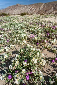 Dune primrose (white) and sand verbena (purple) bloom in spring in Anza Borrego Desert State Park, mixing in a rich display of desert color.  Anza Borrego Desert State Park, Abronia villosa, Oenothera deltoides, Anza-Borrego Desert State Park, Borrego Springs, California