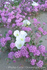 Dune primrose (white) and sand verbena (purple) bloom in spring in Anza Borrego Desert State Park, mixing in a rich display of desert color.  Anza Borrego Desert State Park, Abronia villosa, Oenothera deltoides, Anza-Borrego Desert State Park, Borrego Springs, California