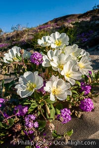 Dune primrose (white) and sand verbena (purple) bloom in spring in Anza Borrego Desert State Park, mixing in a rich display of desert color.  Anza Borrego Desert State Park, Abronia villosa, Oenothera deltoides, Anza-Borrego Desert State Park, Borrego Springs, California