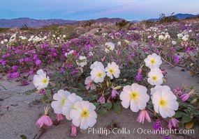 Dune primrose (white) and sand verbena (purple) bloom in spring in Anza Borrego Desert State Park, mixing in a rich display of desert color, Abronia villosa, Oenothera deltoides, Anza-Borrego Desert State Park, Borrego Springs, California