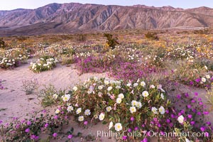 Dune primrose (white) and sand verbena (purple) bloom in spring in Anza Borrego Desert State Park, mixing in a rich display of desert color, Abronia villosa, Oenothera deltoides, Anza-Borrego Desert State Park, Borrego Springs, California