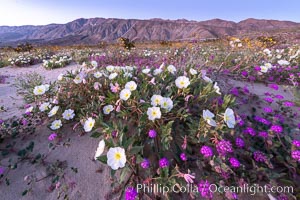 Dune primrose (white) and sand verbena (purple) bloom in spring in Anza Borrego Desert State Park, mixing in a rich display of desert color, Abronia villosa, Oenothera deltoides, Anza-Borrego Desert State Park, Borrego Springs, California