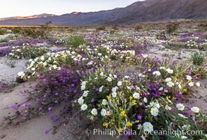 Dune primrose (white) and sand verbena (purple) bloom in spring in Anza Borrego Desert State Park, mixing in a rich display of desert color, Abronia villosa, Oenothera deltoides, Anza-Borrego Desert State Park, Borrego Springs, California