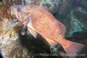 Dusky rockfish, Sebastes ciliatus