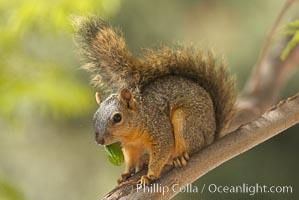 Eastern fox squirrel.  The eastern fox squirrel historically occur in the  eastern and central portions of North America, but have been introduced in the 1900's to urban areas in the western United States.  They are the largest of the North American squirrels, reaching 29 inches in length and up to 3 pounds.  They are generalist feeders with a diet that varies according to their habitat, including nuts, seed, bird eggs and chicks, frogs, flowers and agricultural crops, Sciurus niger, Los Angeles, California