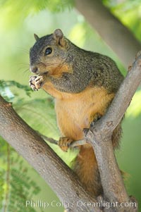 Eastern fox squirrel.  The eastern fox squirrel historically occur in the  eastern and central portions of North America, but have been introduced in the 1900's to urban areas in the western United States.  They are the largest of the North American squirrels, reaching 29 inches in length and up to 3 pounds.  They are generalist feeders with a diet that varies according to their habitat, including nuts, seed, bird eggs and chicks, frogs, flowers and agricultural crops, Sciurus niger, Los Angeles, California