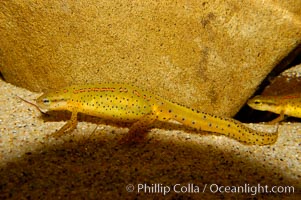 Eastern newt, native to forested areas of the eastern United States, Notophthalmus viridescens