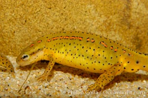 Eastern newt, native to forested areas of the eastern United States, Notophthalmus viridescens